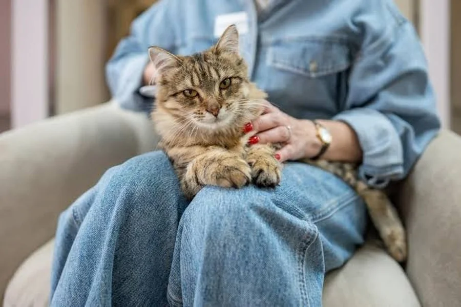 Senior cat health care guide