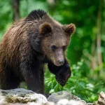 Majestic Wildlife In Forest: Life Among the Trees