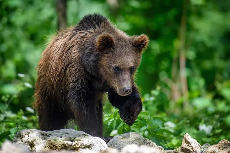 Majestic Wildlife In Forest: Life Among the Trees