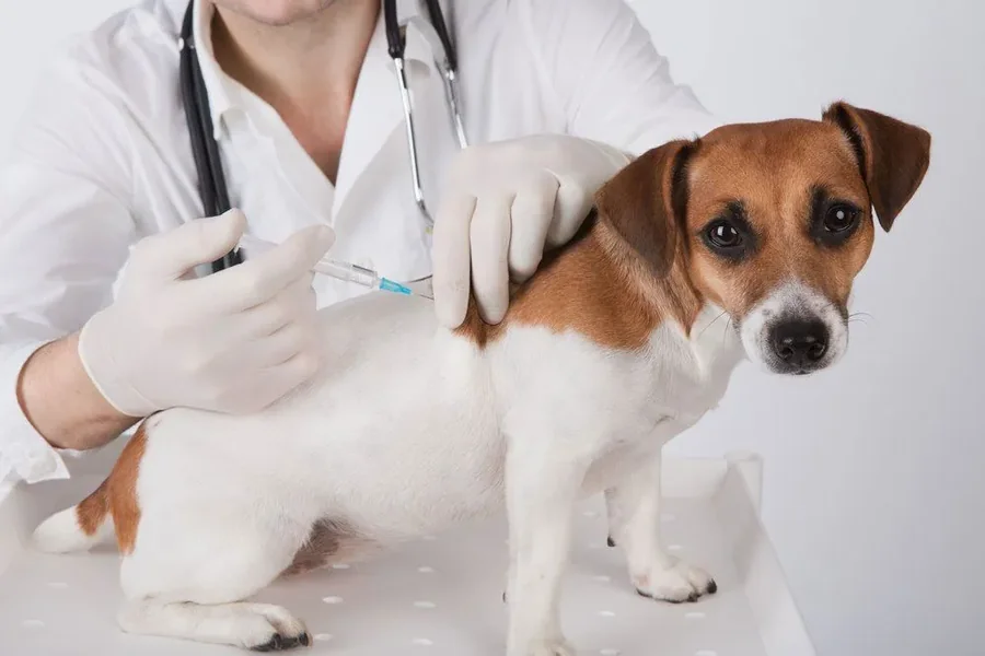 How Veterinary Hospitals Provide Comprehensive Vaccination Programs